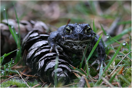 Walking frog............