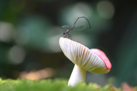 Libelle-paddenstoel