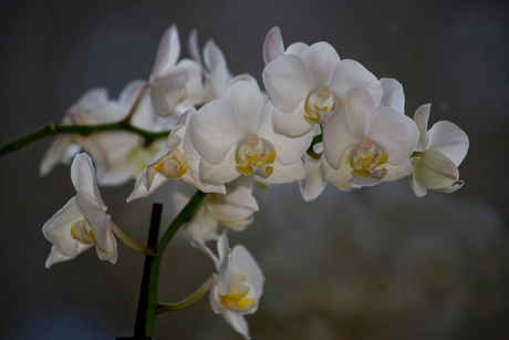 Orchidee