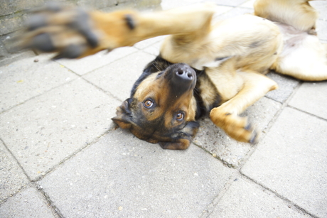 Ik wil spelen, niet op de foto!