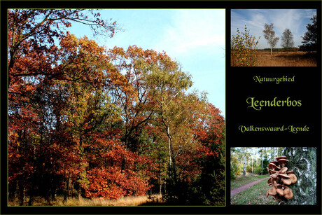 Collage Leenderbos...