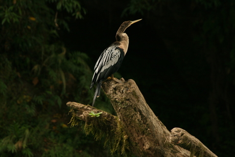 Anhinga