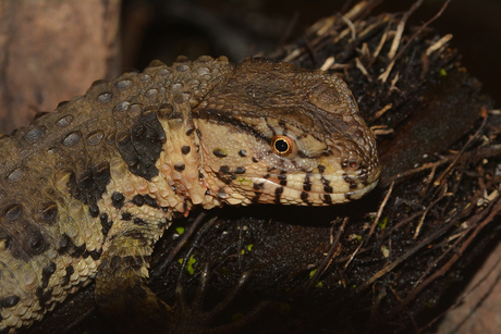 Chinese Krokodilstaarthagedis