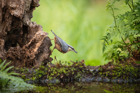 Ninja bird