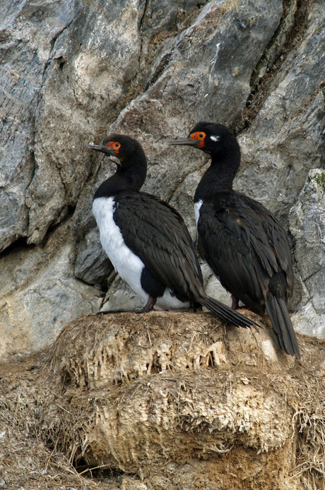 Vogelpaar op een rots