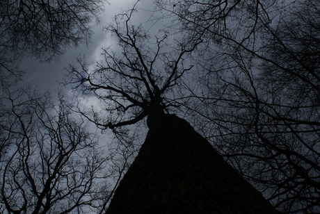 bomen en tegenlicht