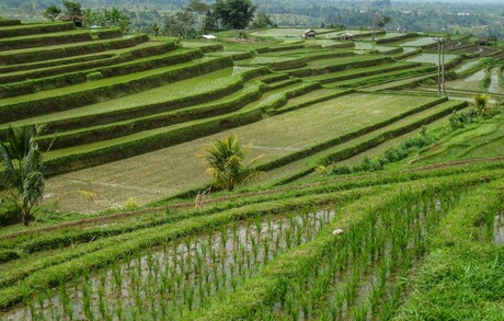 Bali - de rijstvelden van Jatiluwih
