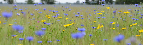 veldje korenbloemen