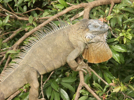 Leguaan uit Costa Rica