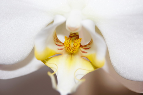 witte orchidee