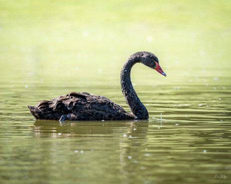 Zwarte zwaan