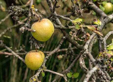 Macro opname uit de Peel