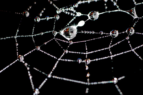 Spinnenweb1