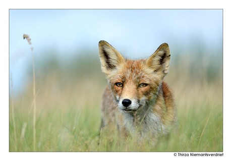 Wildlife Portrait