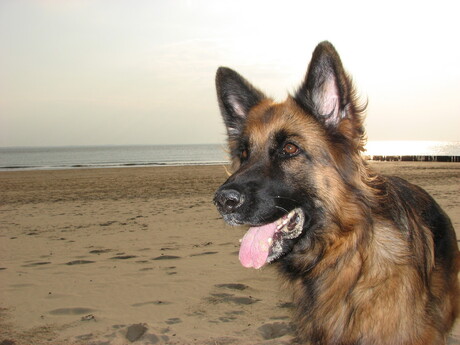 Sam op strand