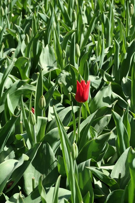 Keukenhof 100419