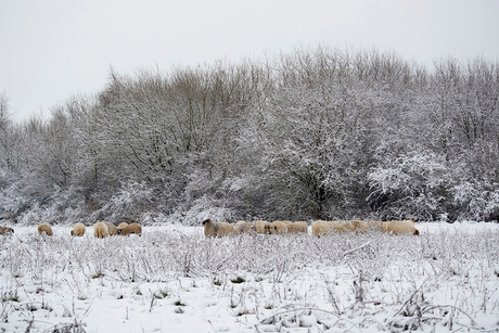 Kudde schapen in de sneeuw.