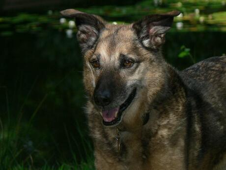 Dingo in het bos