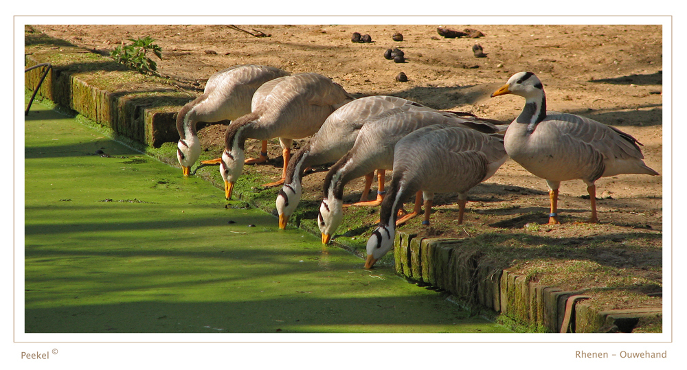 5 plus 1 ~ - foto van peekel - Dieren - Zoom.nl