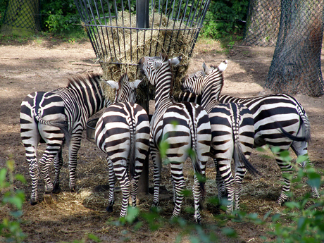 Zebra-pad