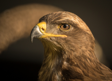 Buizerd