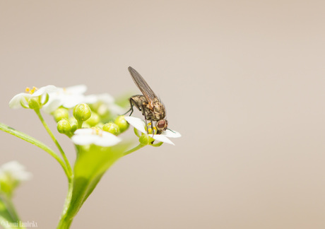 Vliegje in de tuin