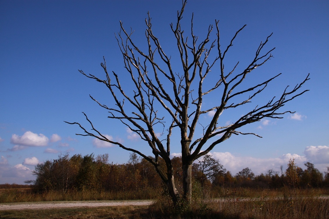 Kale Boom - Foto Van G_Zoom - Natuur - Zoom.Nl