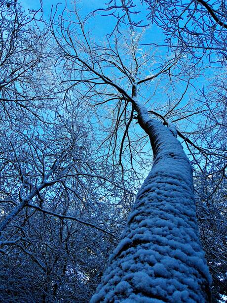 Snowbark