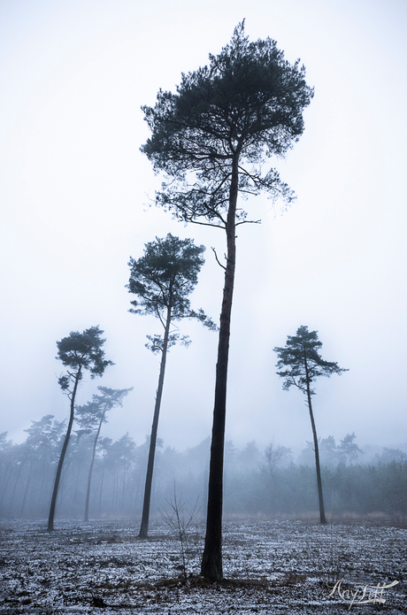 Een lijnenspel van bomen