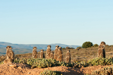 Ochtendritueel