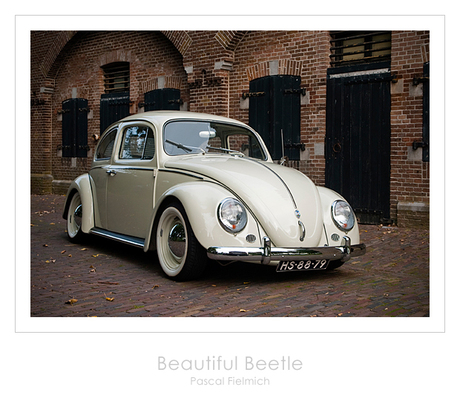 Beautiful Beetle