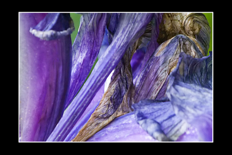 Blauwe iris