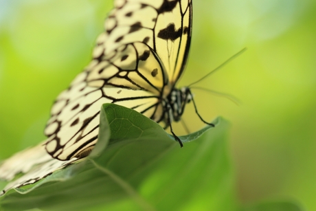 macro_butterfly
