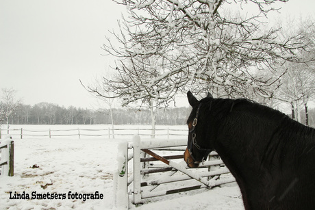 een heerlijk uitzicht met mooie sneeuw.jpg