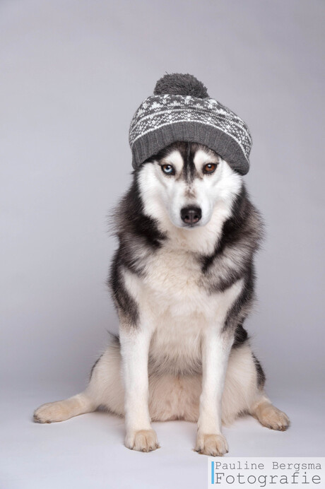 Husky met muts