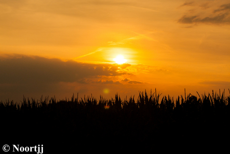 Zonsondergang bij het maisveld