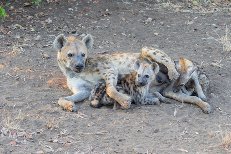 Hyaena met jongen