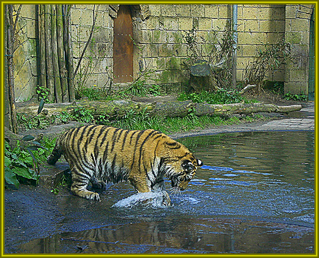 Spelen met waterstraal.