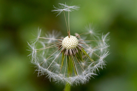 Paardenbloem