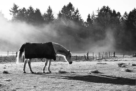 Paard in de mist.