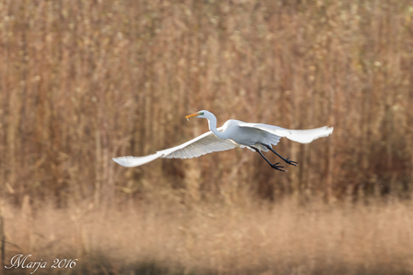 Grote Zilverreiger met lunch