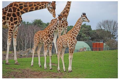 jonge girafjes.