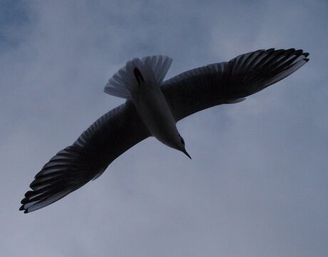 In flight