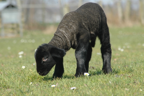 eerste grasspriet