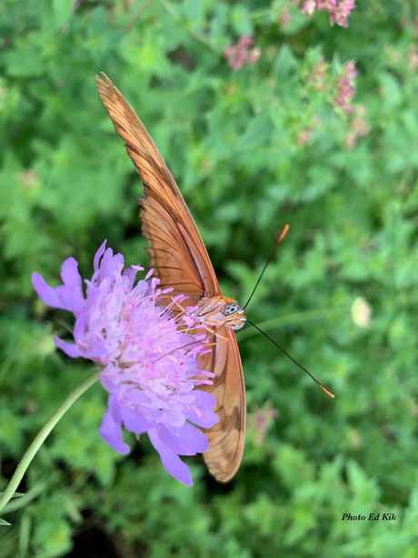 Oranje passiebloemvlinder