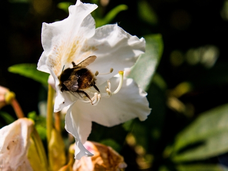 Waar is die nectar gebleven?