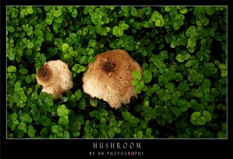 HB Mushrooms