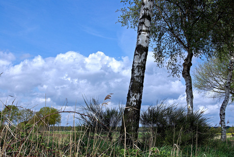 Landschap.jpg