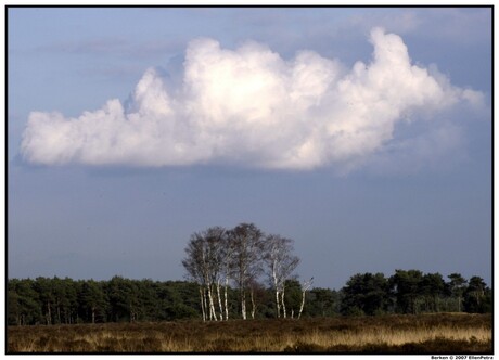 witte berken onder een witte wolk