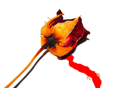 A rose bleeding to death